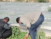 الزراعة : توزيع 10 آلاف شتلة لوز ومورنجا مجانا على المزارعين فى شمال سيناء
