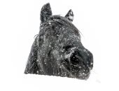 3 فى مهمة رسمية.. رحلة حصان وكلب وخروف تحت الصفر فى جبال الثلج ببريطانيا