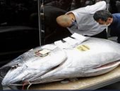 بيع سمكة تونة ضخمة بسعر 202 ألف دولار فى طوكيو.. اعرف التفاصيل