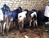 "طب بيطرى الشرقية" تعلن الانتهاء من حصر وترقيم الثروة الحيوانية