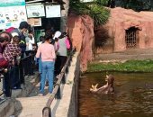 إقبال من المواطنين على حديقة حيوان الإسكندرية فى احتفالات عيد الميلاد.. صور وفيديو
