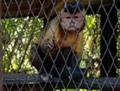 القردة فوفا تحتفل مع زوار حديقة الحيوان فى عيد الميلاد.. فيديو