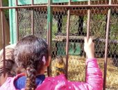 اضحك مع القرد.. شاهد فاصل من الحركات البهلاونية لـ"فوفا" و"البرنس" بحديقة الحيوان