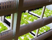 مزرعة عمودية تدار بالذكاء الاصطناعي.. والروبوتات تنتج مئات أضعاف المحاصيل