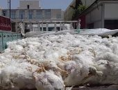 ضبط 3 أطنان من الدجاج النافق قبل توزيعها على أصحاب المحلات فى بور سعيد