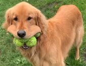 "فينلى" كلب موسوعة جينس العالمية يحطم الرقم القياسى فى اللعب بكرات التنس 