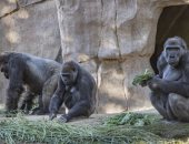 حديقة حيوان أمريكية: 12 غوريلا تخضع للعلاج بعد إصابتها بفيروس كورونا 
