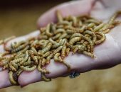 بلومبرج: مراقبة الغذاء الأوروبية توافق على الديدان للاستهلاك البشرى