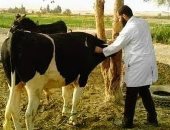 "بيطرى البحيرة": تقديم العلاج لمليون و376 ألف رأس ماشية ضد الأمراض الوبائية