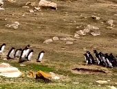 طيور البطريق تتبادل المعلومات مع بعضها فى جزر فوكلاند.. فيديو وصور