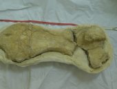 اكتشاف عظام لأكبر سلحفاء بحرية عمرها 70 مليون سنة بصحراء الفرافرة.. صور 