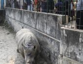 إدارة حديقة حيوان بنجلاديش ترسل 2من الغنم لعلاج أنثى وحيد القرن من الاكتئاب 