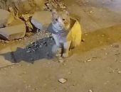 رحلة إنقاذ.. سمر سافرت من القاهرة للمنيا لإزالة قطعة حديد من رقبة قطة.. فيديو