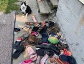 قط يسرق أحذية الجيران.. تعرف على رد فعل مالكته بعد اكتشاف المسروقات.. صور