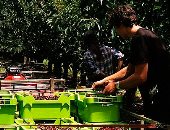 إعدام شحنات من الكريز الاسترالى للعثور على آثار كورونا بداخلها بالصين.. صور 