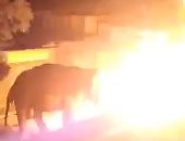 جريمة بشعة بالهند.. إشعال النار فى فيل حيا لاقترابه من منتجع خاص.. فيديو وصور