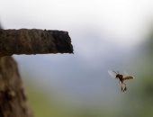 هجرة العسل.. زوجان ينقذان مستعمرات النحل من توسعات مزارع الكوكا.. ألبوم صور
