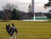 أول صور لانضمام كلبي عائلة جو بايدن إلى البيت الأبيض