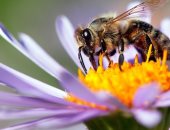 روسيا اليوم: هولندا تدرب النحل على الكشف عن فيروس كورونا