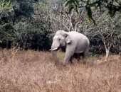 فيل غاضب يطارد موظفى غابة فى تايلاند حاولوا منعه من أكل محاصيل المزارعين