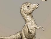 دراسة تكشف تفاصيل جديدة عن صغار التيرانوصورات أحد أكبر الحيوانات المفترسة
