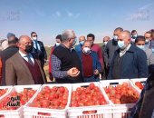 وزيرا الزراعة والرى يتفقدان مزرعة الطماطم بغرب المنيا.. صور