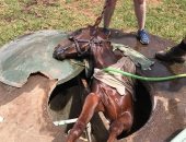 مشهد درامى.. لحظة إنقاذ حصان بعد سقوطه داخل بالوعة بأستراليا.. صور