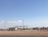 1200 جمل من كل محافظات مصر تتنافس فى سباق الهجن بشرم الشيخ ..فيديو وصور