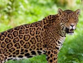 معهد رابطة الأرض الدولية يكشف المتورطين فى الصيد الجائر لنمور الجاكوار منذ 2018