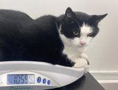 %20 ارتفاعًا في الإصابة بالسمنة بين الحيوانات الأليفة بسبب الحجر الصحي لكورونا