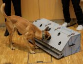 دراسة ألمانية: الكلاب البوليسية يمكنها الكشف عن عدوى كورونا