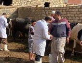انطلاق الحملة القومية لتحصين المواشي ضد مرض الحمى القلاعية بالسويس