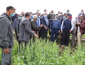 "الزراعة": 28 مديرية تتابع حقول القمح حتى الحصاد لزيادة الإنتاج