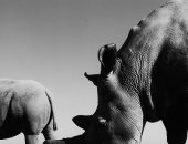 ناجين وفاتو.. آخر اثنتين من وحيد القرن الأبيض الشمالى على وجه الأرض.. ألبوم صور