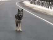 ذئب يقف فى منتصف طريق سريع ليتيح لرفاقه عبور الطريق بسلام.. فيديو