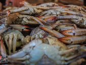 أسعار السمك بسوق العبور للجملة اليوم.. البورى يتراوح بين 32-48 جنيهًا للكيلو 