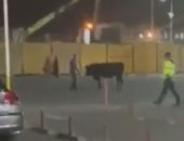 الأهالى يطاردون بقرة حاولت العبور من مدينة بورفؤاد إلى بورسعيد