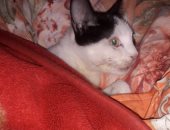 الراحمون يرحمهم الله.. سماح طالبة من بنى سويف تربى 6 قطط ذوى إعاقات مختلفة.. فيديو