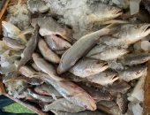 ضبط 10 أطنان أسماك فاسدة قبل طرحها فى الأسواق بالسويس
