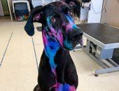 أمريكية تصبغ كلبها بالألوان المضيئة لمساعدة الآخرين على تقبله بسبب حجمه.. صور