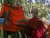 سيريلانكا تتراجع عن قطع شجرة مهددة بالانقراض ورجال دين يلبسونها زى راهب