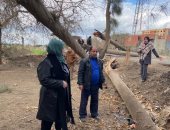 سقوط 14 شجرة بأماكن مختلفة بالقليوبية بسبب موجة الطقس السيئ