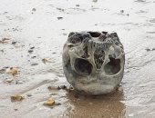 فتاة تكتشف جمجمة بشرية خلال نزهة على شاطى البحر بالمملكة المتحدة