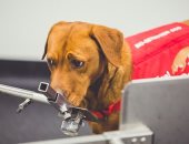 أنوف روبوتية جديدة يمكنها التنبؤ بسرطان البروستاتا مثل الكلاب