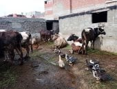 اعرف إزاى تأمن على الماشية؟ الاتحاد المصرى يحدد تفاصيل تأمين الحيوانات