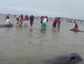 نفوق جماعى لـ"حيتان" نادرة دفعتها الأمواج على شواطئ جزيرة إندونيسية.. فيديو