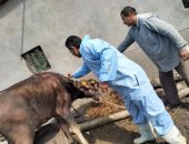 تحصين 92863 رأس ماشية من الحمى القلاعية وحمى الوادى المتصدع بالدقهلية