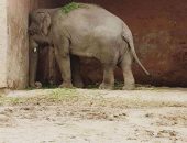 "الفيل الأكثر وحدة بالعالم" ينقذ حديقته السابقة فى باكستان بــ7.5 مليون دولار