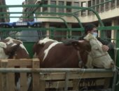 17 مليون دولار واردات مصر من الأبقار الحية فى شهر مارس الماضى