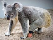 أستراليا تصنف "الكوالا" ضمن الحيوانات المهددة بالانقراض.. رسميا